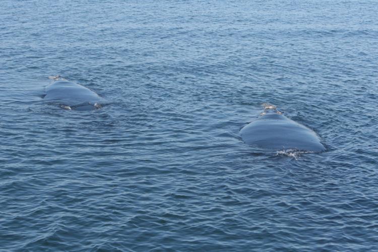 NARW, Credit: Florida Fish and Wildlife Conservation Commission (NOAA Permit # 775-1875)