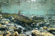 chum salmon