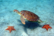 Sea Turtle and two Sea Stars Photo Credit: Caroline S. Rogers