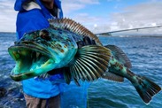 Closeup of a lingcod. Credit: NOAA Fisheries
