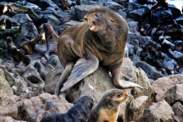 Northern Fur Seals