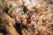 American Lobster in a rock crevice. Credit: Matthew Lawrence/NOAA