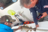 Fisherman Rob Green measures a cod while participating in the Recreational Biological Sampling, or RecBio Program. Credit: Willy Goldsmith