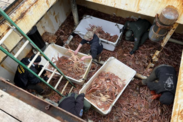 Officers seize Tanner crab on Corey Potters' crab catcher vessel F/V Arctic Dawn. Credit: NOAA Fisheries