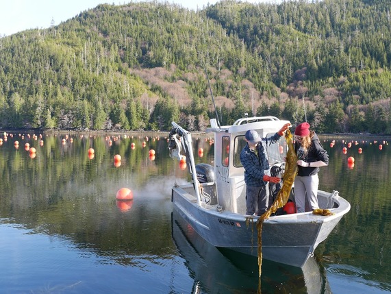 Seaweed farmers with Seagrove Kelp in Alaska examine their crop. Credit: NOAA Fisheries