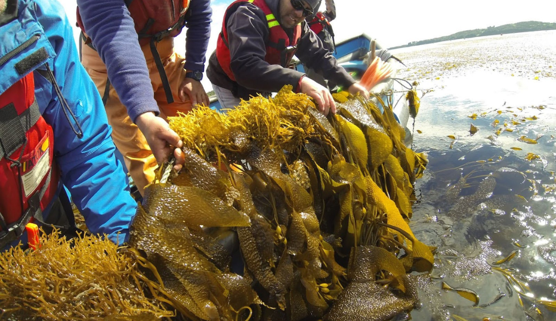 Ocean Rainforest staff hold up a seaweed line at their pilot-scale farm in southern California. Credit: Javier Infante
