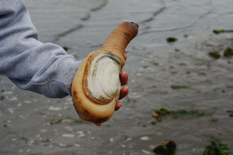 Geoduck aquaculture in Washington State.