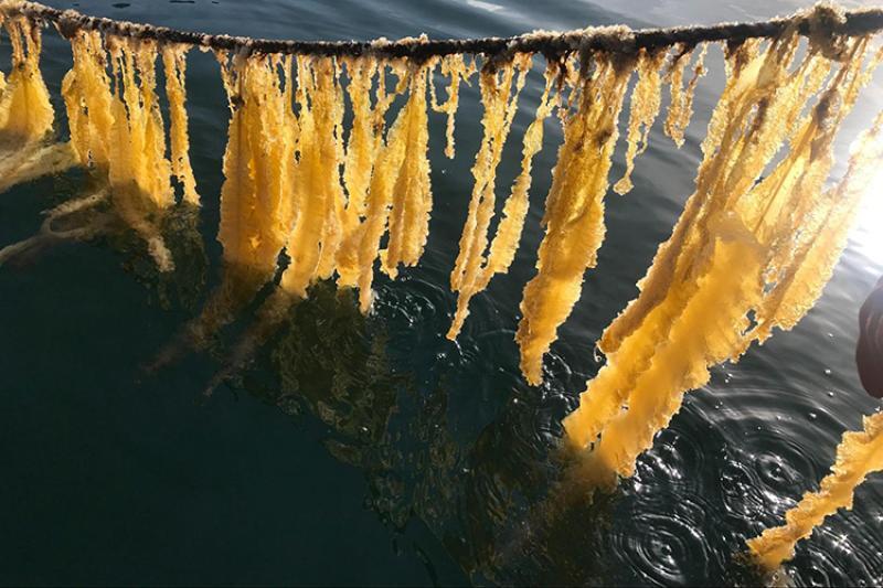 Herring roe on farmed ribbon kelp. Credit: Seagrove Kelp Company.