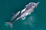 gray whale mother and calf