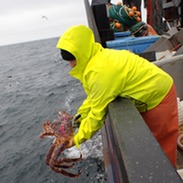 tagging red king crab