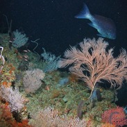 seafloor habitat