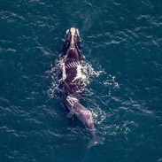 right whale Accordion and her calf