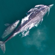 gray whale mother and calf square