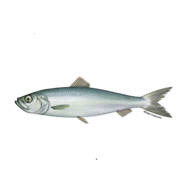 Atlantic herring illustration