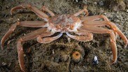snow-crab-iStock