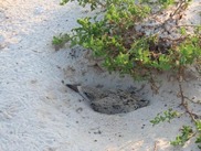 skimmer_chick_USE THIS