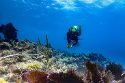 Mission: Iconic Reefs diver