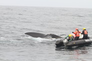 untangling right whale credit Center for Coastal Studies