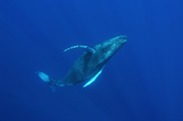 humpback whale underwater