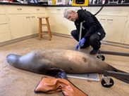 measuring sea lion blubber