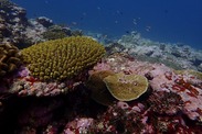 threatened corals in American Samoa