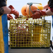 A yellow lobster trap with fishing ropes stuffed inside and 3 buoys on top.