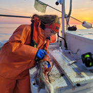A scientist removes an otolith from a fish's head.