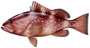 Image of red grouper