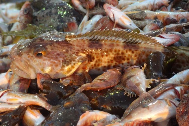 Groundfish - NOAA Fisheries