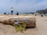 SAMO baby blue eyes (1)