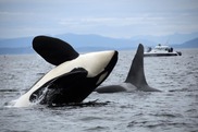 Southern resident killer whales. Credit: NOAA Fisheries/Candice Emmons