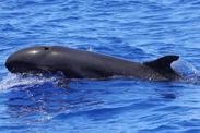 Behold the rounded head, dark coloration, and torpedo-like body of the false killer whale. Credit: NOAA Fisheries/Marie Hill (Permit #25754)