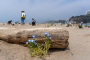 Volunteers are activated to help with efforts that enhance native beach dune vegetation. (Credit: The Bay Foundation)
