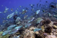 A large school of Pacific slopehead or tan-faced parrotfish, swim over the reef at Wake Atoll in search of food. Credit: NOAA Fisheries/Andrew Shantz