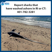 Report sharks washed ashore