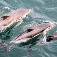Dolphins seen on the Spring 2025 EcoMon Survey