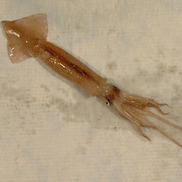 Shortfin squid