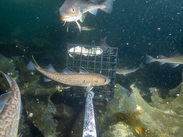 Pacific cod near baited camera