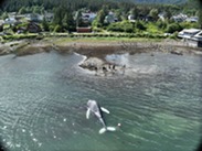 humpback calf stranded near Juneau