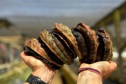 red abalone in hand credit The Cultured Abalone Farm