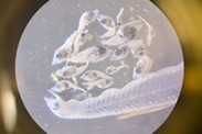 fish and eel larvae under microscope