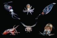 Squid and octopods collected during Pelagic Research Programs Fisheries Oceanography expeditions. Credit: Jonathan Whitney