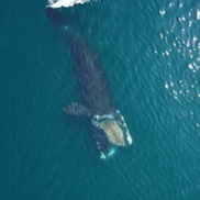 Baleen whale swims on its side in the ocean while feeding