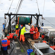 People wearing foul weather gear process fish recently caught in a bottom trawl net while at sea