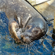 A harbor seal with its front right flipper near its mouth