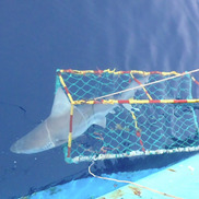 A shark caught for tagging during a survey