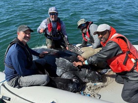 Sasso-Leatherback-tagging