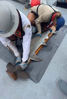 Hilton-hammerhead-measurement