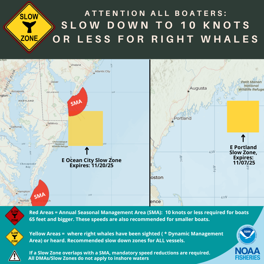North Atlantic Right Whale Slow Zones in the Atlantic as of 11/7/25