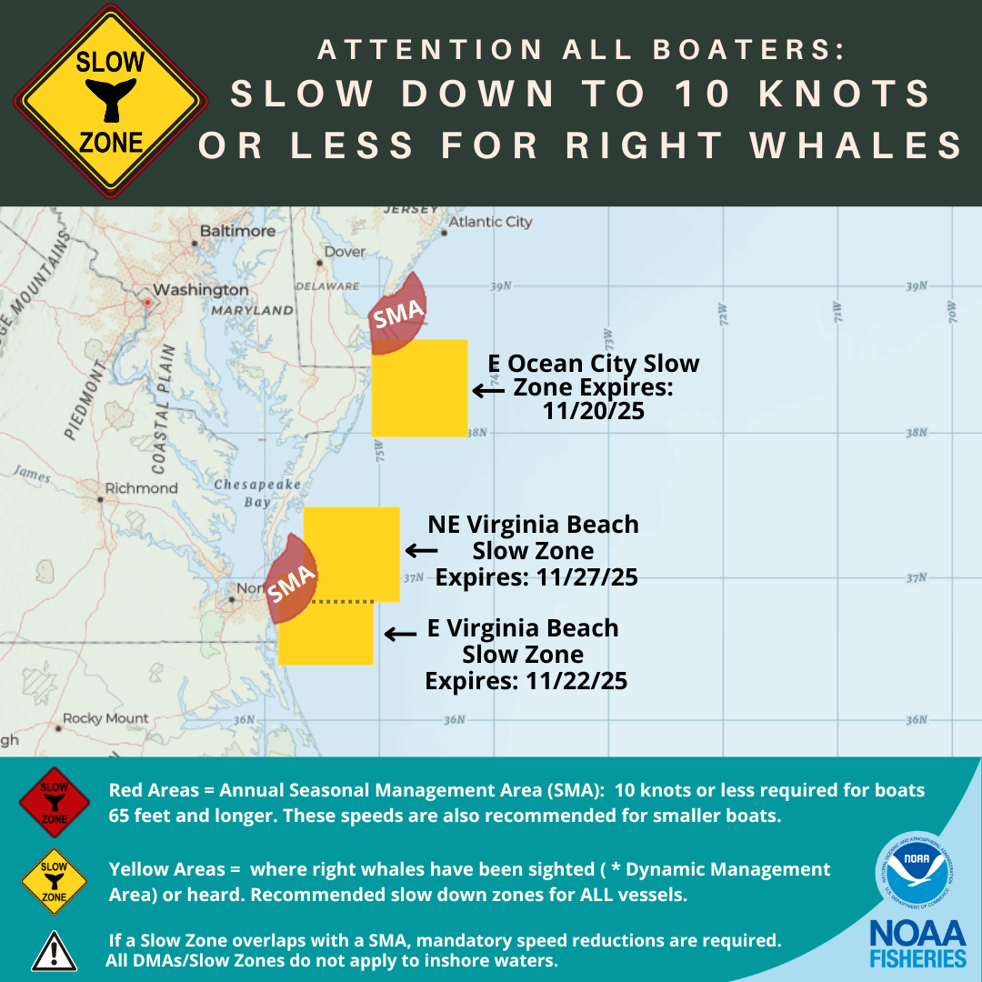 North Atlantic Right Whale Slow Zones in the US Atlantic 11/13/25